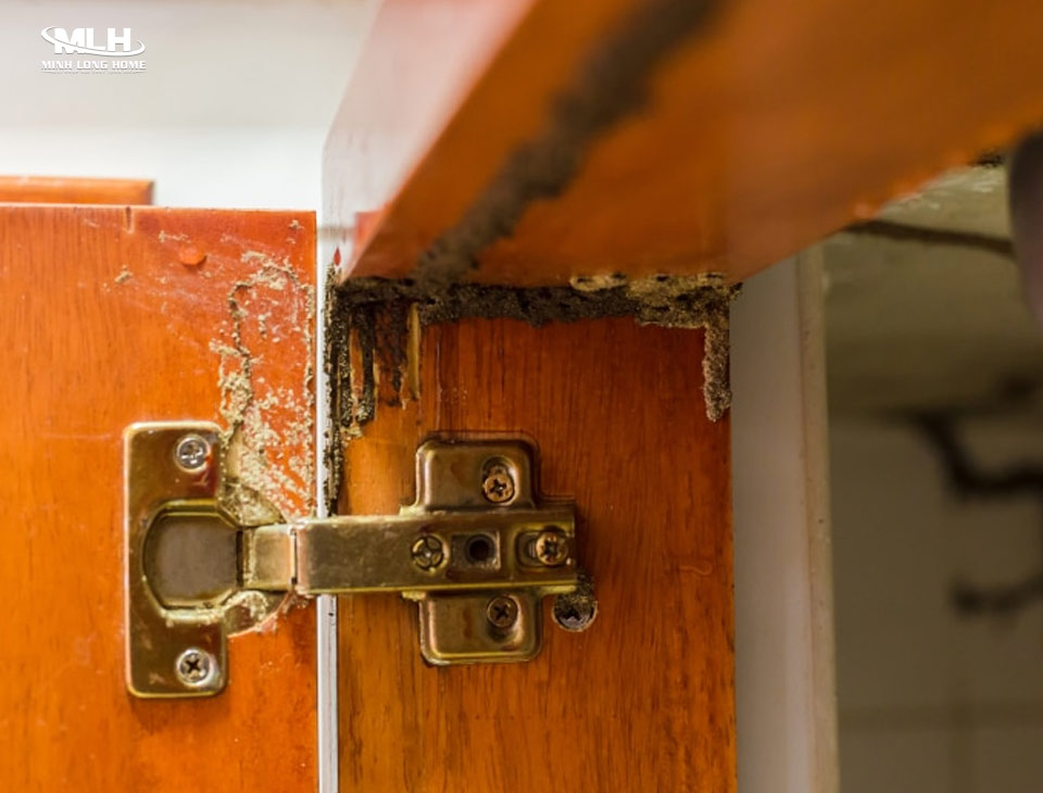 Tủ bếp gỗ tự nhiên có mối mọt không? Dấu hiệu nhận biết gỗ tự nhiên bị mối mọt dễ dàng